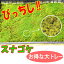 【砂苔】混じりけなしのスナゴケ 大トレー入り こけ コケ 苔 【05P07Feb16】