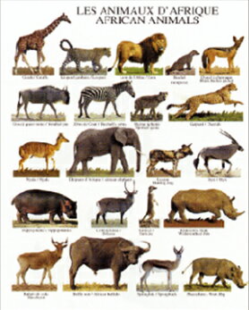 ミニポスター(台紙付)African Animals...:kokoro-shouten:10004629