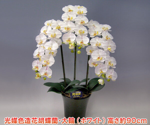 【光媒色・造花】胡蝶蘭3本立ち・ホワイト　高級胡蝶蘭そっくりの白色造花胡蝶蘭です。