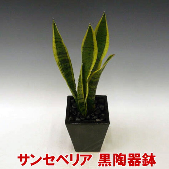 【産地直送・ミニ観葉植物】黒陶器鉢仕立て！マイナスイオンを発生させるサンセベリア 5号鉢 高さ約45cm 『2010年名古屋国際蘭展』最優秀賞＆グランプリを受賞したスズキラン園から産地直送！ 開店祝い・新築祝いにおすすめ！