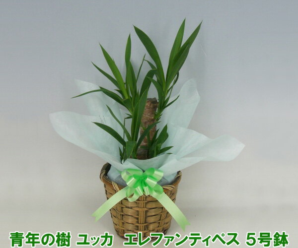 【ミニ観葉植物】『青年の樹』ユッカ エレファンティペス 5号鉢 高さ50cm 『2010年名古屋国際蘭展』最優秀賞＆グランプリを受賞したスズキラン園から産地直送！ 【楽ギフ_包装選択】【楽ギフ_メッセ入力】