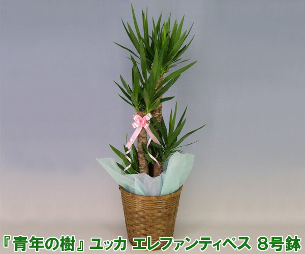 【ミディ観葉植物】『青年の樹』ユッカ エレファンティペス 8号鉢 高さ120cm 