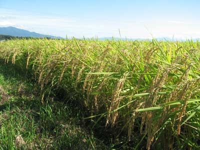 セシウム不検出●超激安●23年産国産最高級産地福島県会津喜多方産ミルキークィーン玄米10kg【送料無料】