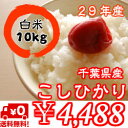【30年産 新米!】千葉県産菜の花こしひかりつきたて白米10...