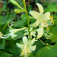目を見張る新品種! 大変珍しい黄花種!ホスタ(ギボウシ)‘ミラクル レモニー’ 苗 1株(根株)