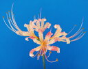 変化する花色! リコリス ‘フォーン’球根 3球