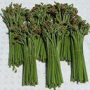 【天然、山菜】わらび (1.5kg)