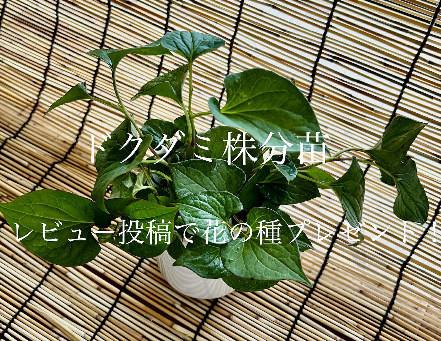 送料無料｜ドクダミ株分苗10本＋参考苗1本｜強健な薬草ハーブ｜日陰0K・多年草・育てやすい｜初心者にもおすすめ！