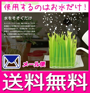 エコ加湿器本体自然気化式加湿器「Moistyplants」「モイスティプランツ」自然気化式加湿器【メール便送料無料】