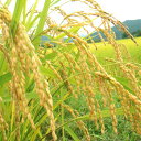 21年度新米発売開始っ!【福島県産】【一等米】コシヒカリ5kg【02P12feb10】