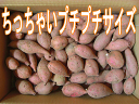 本場種子島産蜜芋安納芋訳あり蜜芋安納芋 プチプチサイズ5kg入り種子島より産地直送