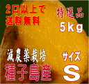 予約1割増量【安納芋】【2箱以上購入で送料無料 北海道・東北別途送料】長期熟成蜜芋 種子島産安納芋 選別済みA品Sサイズ5kg芋類総合評価4.5以上の信頼