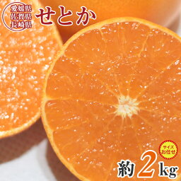 【順次配送中】【 せとか 2kg 】 送料無料 愛媛県産 佐賀県産 長崎県産 せとか 愛媛みかん 愛媛県せとか 佐賀県 長崎県 サイズおまかせ サイズ 混合 約 2kg みかん 国産 国産みかん ご家庭用 みかん 愛媛県 愛媛 <strong>紅マドンナ</strong> ご自宅用 果物 くだもの フルーツ ギフト 訳あり