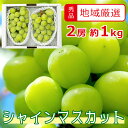 地域厳選【8月下旬~9月下旬順次発送】 シャインマスカット 秀品 1kg 2房 ご家庭用 マスカット ぶどう ギフト お中元 暑中見舞い 訳あり 敬老の日 ギフト プレゼント