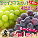 【送料無料】 地域厳選【9月上旬~9月下旬順次発送】シャインマスカット ピオーネ 1房 ずつ 食べくらべ 1kg 以上 葡萄 岡山 山梨 長野 秀品 ギフト マスカット ピオーネ 黒い 真珠 マスカット ぶどう ギフト 暑中見舞い 訳あり 敬老の日 ギフト プレゼント