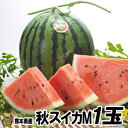 秋スイカ M-1玉入【送料無料】熊本産 西瓜