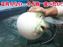 【とらふぐ】【てっちり】【お正月】出荷当日水揚げしたものをチルド・または、冷凍便でお届け【トラフグ】【てっさ】【ふぐ刺し】長崎産・生体約1.5kg相当をあら捌きにてお送りします