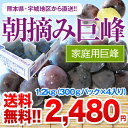 【送料無料】3箱購入で1箱おまけ!!ぶどうの王様 朝摘み巨峰（家庭用巨峰）1.2kg（300g×4パック）