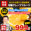 \速攻出荷/【訳あり】和製グレープフルーツ1.5kg(河内晩...