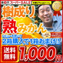 訳あり樹成り熟みかん4kg《12月中下旬〜12月末頃より順次出荷》みかん名産地熊本だからなせるこの味!この価格!!低酸・高糖度!コクのある味わい！