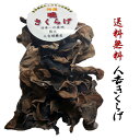 【送料無料】【お試し】国産きくらげ(木耳)人吉特産品暁キクラゲ40g生換算400g