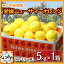 【送料無料】愛媛ニューサマーオレンジ(小夏)ファミリー用5kg「ファミリー小夏5」