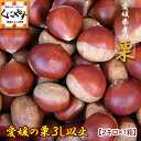 中生栗か晩生栗指定OK【厳選品】【送料無料】【クール便配送】愛媛産の栗3L以上2キロ(約60-65個入り)生栗「愛媛の栗3L2」