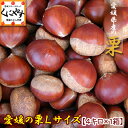 中生栗【厳選品】【送料無料】【クール便配送】愛媛産の栗Lサイズ4キロ(約175-220個入り)黒化粧箱入りで贈答におすすめ!生栗「愛媛の栗L4」