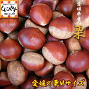 中生栗【厳選品】【送料無料】【クール便配送】愛媛産の栗Mサイズ3キロ(約200個)生栗「愛媛の栗M3」