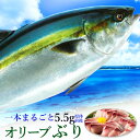 お歳暮 寒ブリ 活け〆オリーブブリ 1本 まるごと 厳選!旬...
