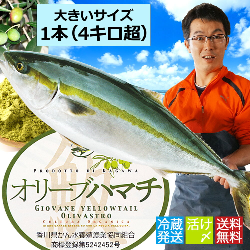 ≪2017年出荷は9月末予定≫ 厳選！活け〆オリーブハマチ《1本まるごと：4kg超：選べる…...:kuramoto-suisan:10000049