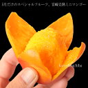 宅配便 宮崎 完熟 ミニマンゴー 約700グラム(8~12玉入) 送料無料 (但し北海道は540円、沖縄その他一部離島は1,080円別途) 期日指定不可 無地箱入