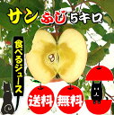 【青森 りんご】【優品 サンふじ りんご 5kg】【送料無料】りんご農家自身が直接販売だから安い!!おいしい!!