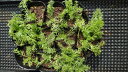 カモミール 苗 【ノンフラワーカモミール】 3号ポット苗 ハーブ 苗 庭植え