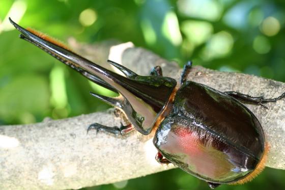 【F不明】ネプチューンオオカブト成虫♂112〜116mmペア★♂♀6月羽化