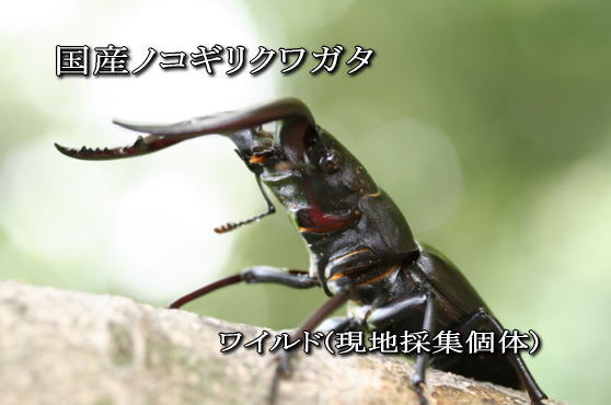 41OFFƵ٤ߤμͳ˥ᡪ̲ʡ񻺥Υꥯ...