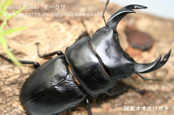 【採卵可】国産オオクワガタ成虫♂65〜67mmペア