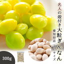 ぎんなん 2L 300g 送料無料 殻付き大粒生銀杏 藤九郎...