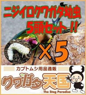 ◆「ニジイロクワガタ幼虫：5頭」 ※オス、メス判別していません【2.3令】