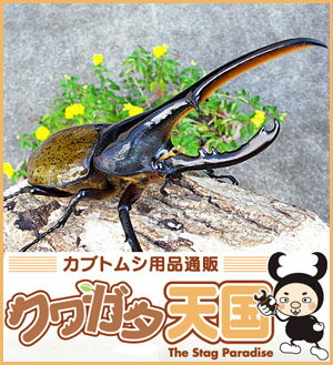 カブトムシの王様◆ヘラクレスリッキー成虫ペア、オス125mmUP CB【コロンビア】