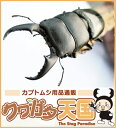 ◆「国産(本土)ヒラタクワガタ幼虫 ※オス、メス判別していません【1.2令】和歌山県産