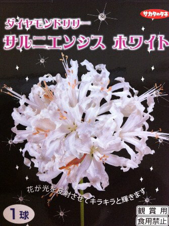 【球根】NEW！　ダイアモンドリリーサルニエンシス　ホワイト（1球入り）妖艶にきらめく魅惑の花！7月下旬よりお届け！