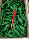 京都直送仲卸中西青果厳選京野菜山科とうがらし(1kg)