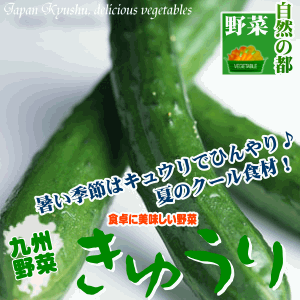 【野菜 九州】宮崎県産きゅうり(胡瓜)3本きゅうりには、身体にこもった熱を取り除く作用や、アルコール代謝を促す働きがあり、夏バテ予防・二日酔いに摂りたい食材の一つでもある【野菜 九州】【生野菜】【サラダ食材】