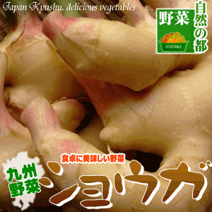 【野菜 九州】宮崎産生姜(しょうが)近年では、健康だけでなく美容食材としても注目を集めるしょうがです！料理のアクセントにもお薦め♪【ジンジャー】【野菜 九州】【生野菜】【生姜】