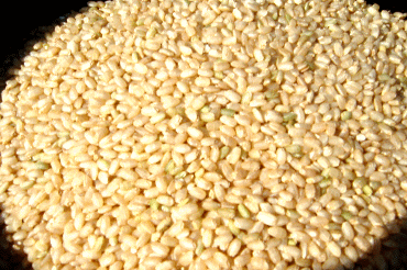 国産玄米の真の実力！発酵発芽玄米1000g(宮崎産)量もたっぷり！