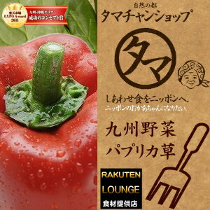 【九州 野菜】九州産 パプリカ1玉究極の美肌野菜と言われるビタミンたっぷりのパプリカイタリアン等のお料理に