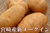 宮崎産　メークイン　（3個〜5個入り）500g