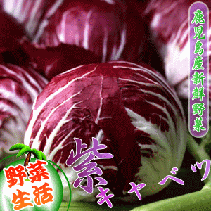 熊本県産紫キャベツ（1玉）