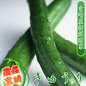 【宮崎野菜】これぞ農業王国の宮崎自慢の味宮崎産きゅうり(約5本)